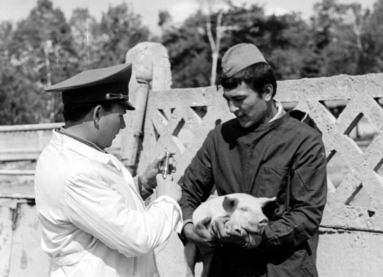 Старший ветеринарный инспектор армии майор Виталий Ветров. вакцинация против чумы свиней.1980 г.я